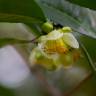 Fotografia 14 da espécie Camellia sinensis do Jardim Botânico UTAD