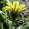 Fotografia 10 da espécie Calendula arvensis do Jardim Botânico UTAD