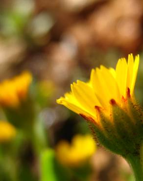 Fotografia 12 da espécie Calendula arvensis no Jardim Botânico UTAD