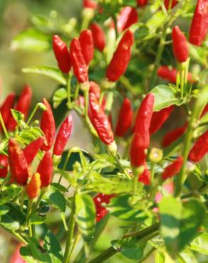 Fotografia 9 da espécie Capsicum annuum no Jardim Botânico UTAD