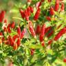 Fotografia 9 da espécie Capsicum annuum do Jardim Botânico UTAD