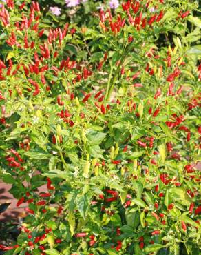 Fotografia 10 da espécie Capsicum annuum no Jardim Botânico UTAD