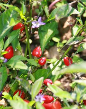 Fotografia 11 da espécie Capsicum annuum no Jardim Botânico UTAD