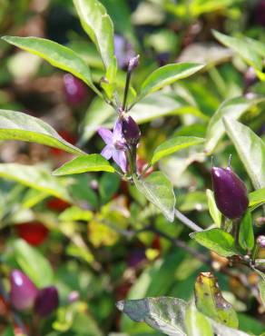 Fotografia 12 da espécie Capsicum annuum no Jardim Botânico UTAD