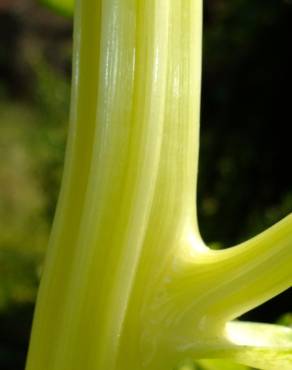 Fotografia 12 da espécie Beta vulgaris no Jardim Botânico UTAD