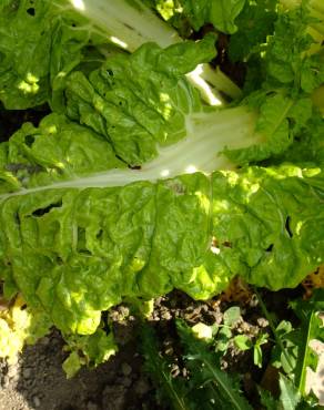 Fotografia 1 da espécie Beta vulgaris no Jardim Botânico UTAD