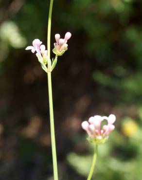 Fotografia 13 da espécie Asperula hirsuta for. hirsuta no Jardim Botânico UTAD