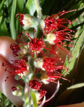 Fotografia 3 da espécie Callistemon viminalis no Jardim Botânico UTAD