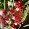 Fotografia 3 da espécie Callistemon viminalis do Jardim Botânico UTAD