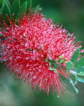 Fotografia 4 da espécie Callistemon viminalis no Jardim Botânico UTAD