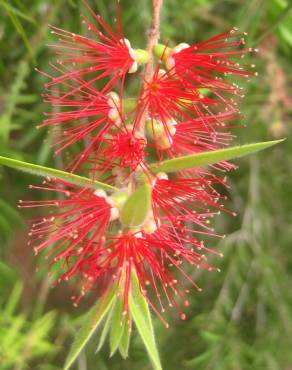 Fotografia 5 da espécie Callistemon viminalis no Jardim Botânico UTAD