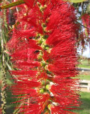 Fotografia 1 da espécie Callistemon viminalis no Jardim Botânico UTAD