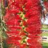 Fotografia 1 da espécie Callistemon viminalis do Jardim Botânico UTAD