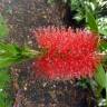 Fotografia 6 da espécie Callistemon viminalis do Jardim Botânico UTAD