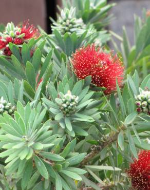 Fotografia 7 da espécie Callistemon viminalis no Jardim Botânico UTAD