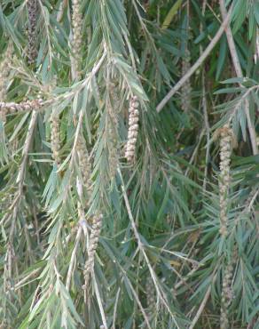 Fotografia 8 da espécie Callistemon viminalis no Jardim Botânico UTAD