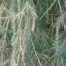 Fotografia 8 da espécie Callistemon viminalis do Jardim Botânico UTAD