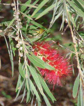 Fotografia 9 da espécie Callistemon viminalis no Jardim Botânico UTAD