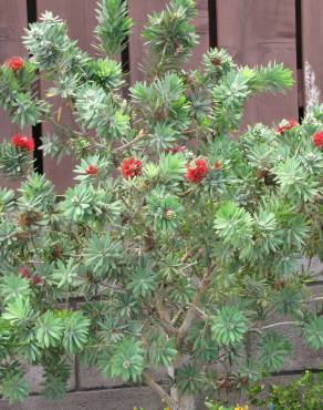 Fotografia 11 da espécie Callistemon viminalis no Jardim Botânico UTAD