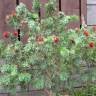 Fotografia 11 da espécie Callistemon viminalis do Jardim Botânico UTAD