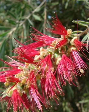 Fotografia 12 da espécie Callistemon viminalis no Jardim Botânico UTAD