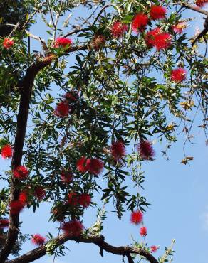 Fotografia 14 da espécie Callistemon viminalis no Jardim Botânico UTAD