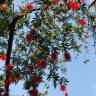 Fotografia 14 da espécie Callistemon viminalis do Jardim Botânico UTAD