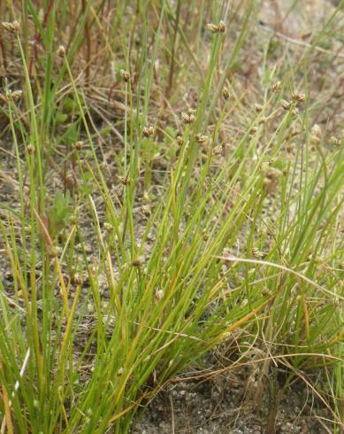 Fotografia de capa Isolepis pseudosetacea - do Jardim Botânico