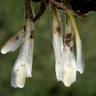 Fotografia 1 da espécie Isoetes histrix do Jardim Botânico UTAD