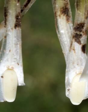 Fotografia 4 da espécie Isoetes histrix no Jardim Botânico UTAD