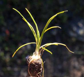 Fotografia da espécie Isoetes durieui