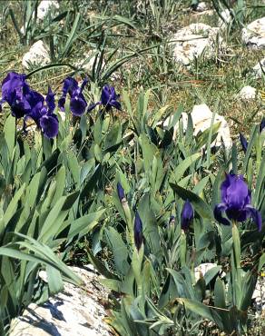 Fotografia 2 da espécie Iris subbiflora no Jardim Botânico UTAD