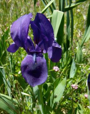 Fotografia 3 da espécie Iris subbiflora no Jardim Botânico UTAD