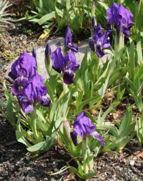 Fotografia 4 da espécie Iris subbiflora no Jardim Botânico UTAD