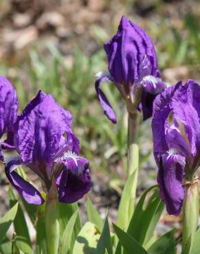 Fotografia 5 da espécie Iris subbiflora no Jardim Botânico UTAD