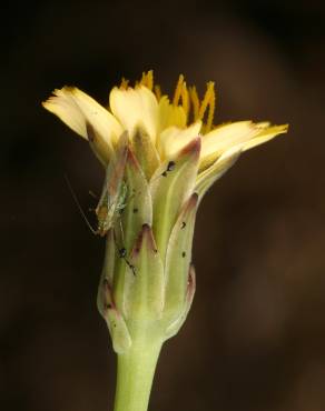 Fotografia 3 da espécie Hypochaeris glabra no Jardim Botânico UTAD