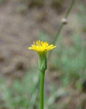 Fotografia 14 da espécie Hypochaeris glabra no Jardim Botânico UTAD