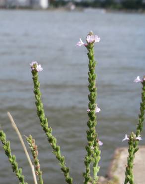 Fotografia 8 da espécie Verbena officinalis no Jardim Botânico UTAD