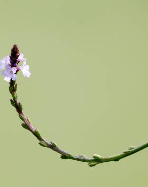 Fotografia 9 da espécie Verbena officinalis no Jardim Botânico UTAD