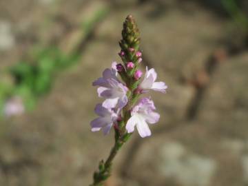 Fotografia da espécie Verbena officinalis