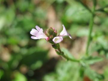 Fotografia da espécie Verbena officinalis