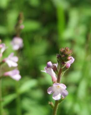 Fotografia 13 da espécie Verbena officinalis no Jardim Botânico UTAD