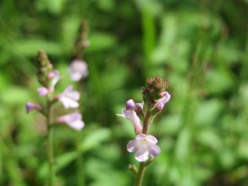 Fotografia da espécie Verbena officinalis