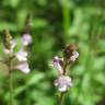 Fotografia 13 da espécie Verbena officinalis do Jardim Botânico UTAD