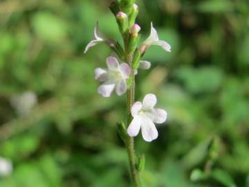 Fotografia da espécie Verbena officinalis