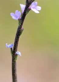 Fotografia da espécie Verbena officinalis