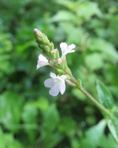 Fotografia de capa Verbena officinalis - do Jardim Botânico