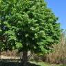 Fotografia 11 da espécie Tilia tomentosa do Jardim Botânico UTAD