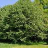 Fotografia 1 da espécie Tilia tomentosa do Jardim Botânico UTAD