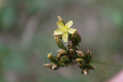 Fotografia da espécie Hypericum montanum